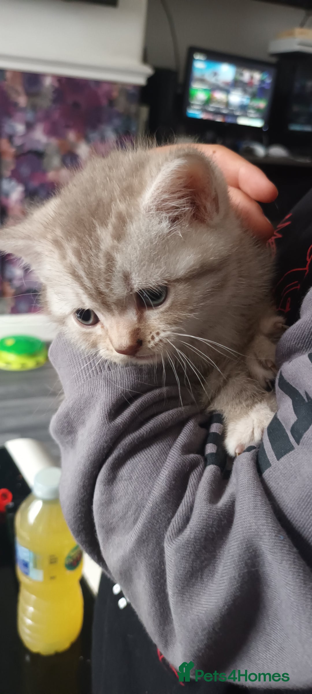 British Shorthair cats for sale: British short hair lilac kittens - Image 3