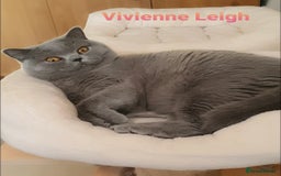British Shorthair cats for sale: Closing of BSH cattery, 50% discount  - Image 3