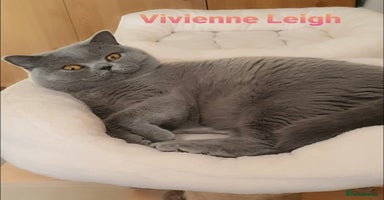 British Shorthair cats - Advert 7