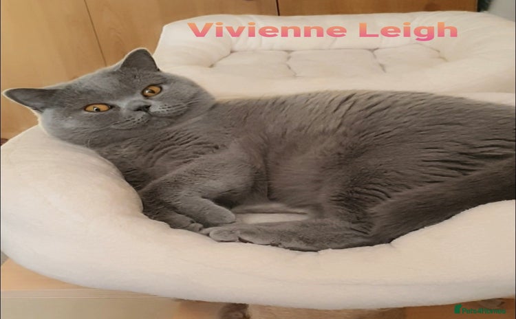 British Shorthair cats - Advert 2