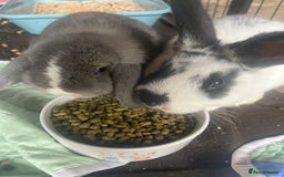 Mini Lop rabbits for sale: Adorable mini lion lop ready for her new home - Image 3