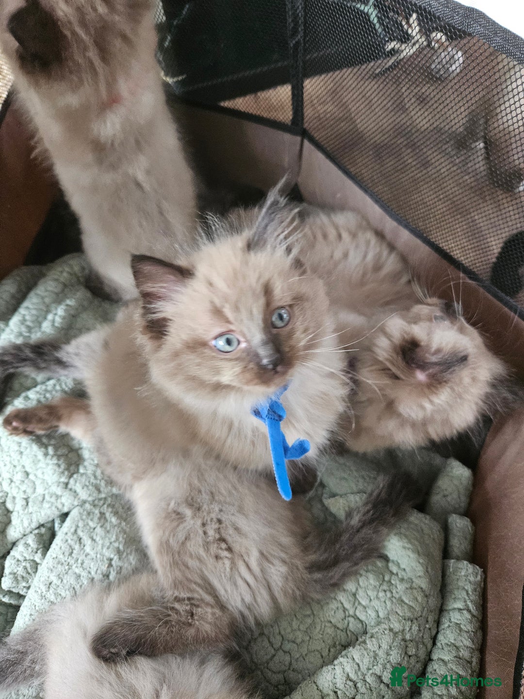 Ragdoll cats for sale: Beautiful Ragdoll Kittens  - Image 8
