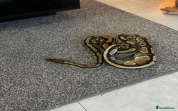 Python Snake reptiles for sale: Mojave royal python - Image 1