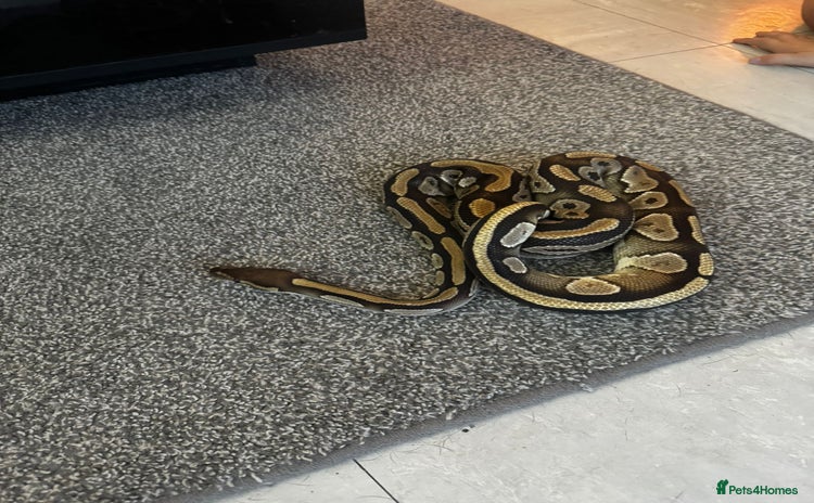Python Snake reptiles - Advert 2