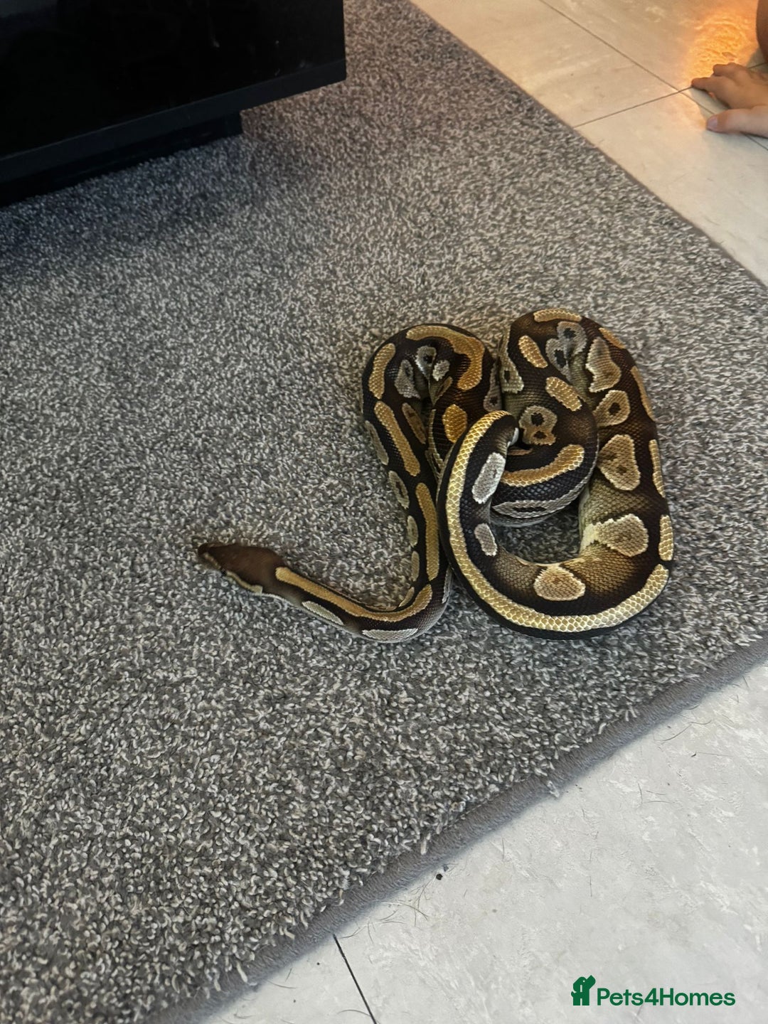 Python Snake reptiles for sale: Mojave royal python - Image 1