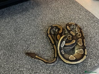 Python Snake reptiles - Advert 31