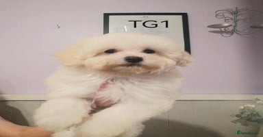 Maltipoo dogs - Advert 11