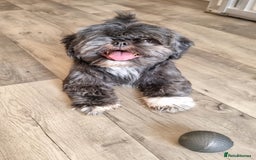 Shih Tzu dogs for sale: Loving cheeky Shihtzu for loving home ❤️ - Image 10