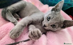 Russian Blue cats for sale: RB kittens Pedigree London  - Image 23