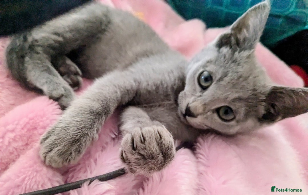 Russian Blue cats for sale: RB kittens Pedigree London  - Image 23