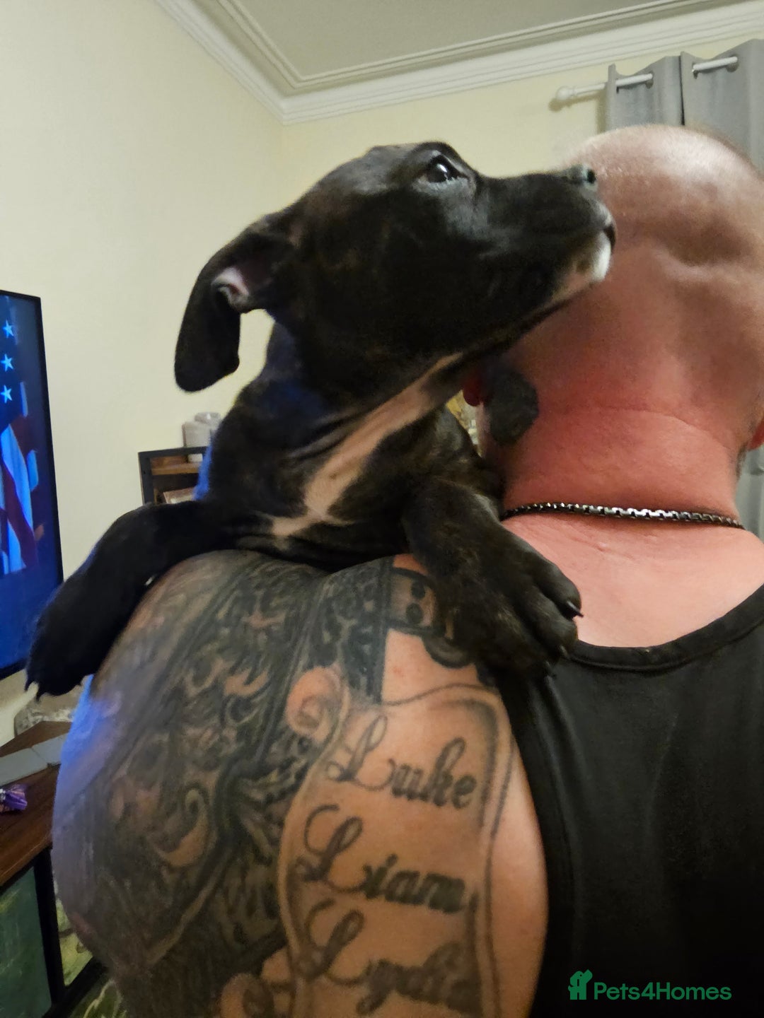 Mixed Breed dogs for sale: Female Staffordshire bull terrier puppy - Image 4
