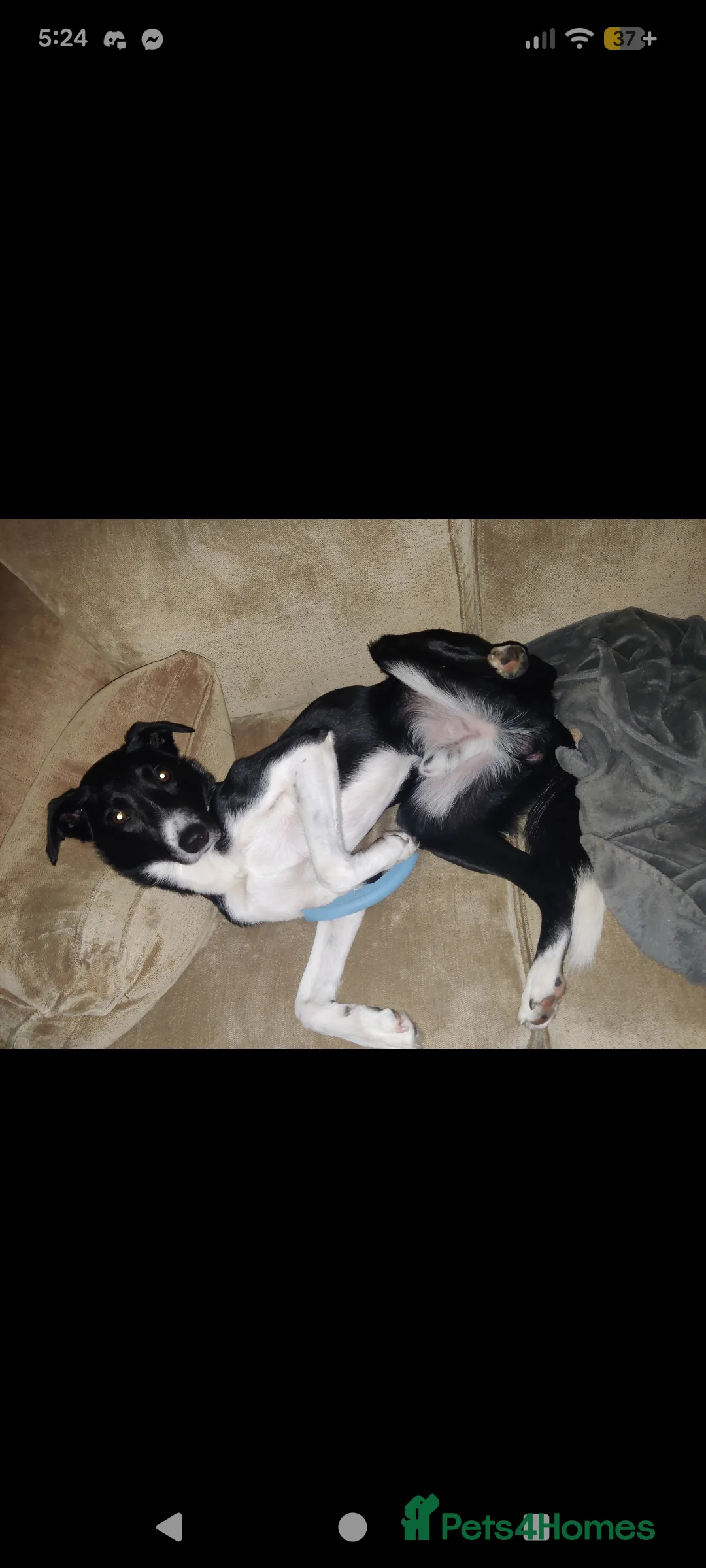 Mixed Breed dogs for sale: Rehoming adult dog - Advert 5