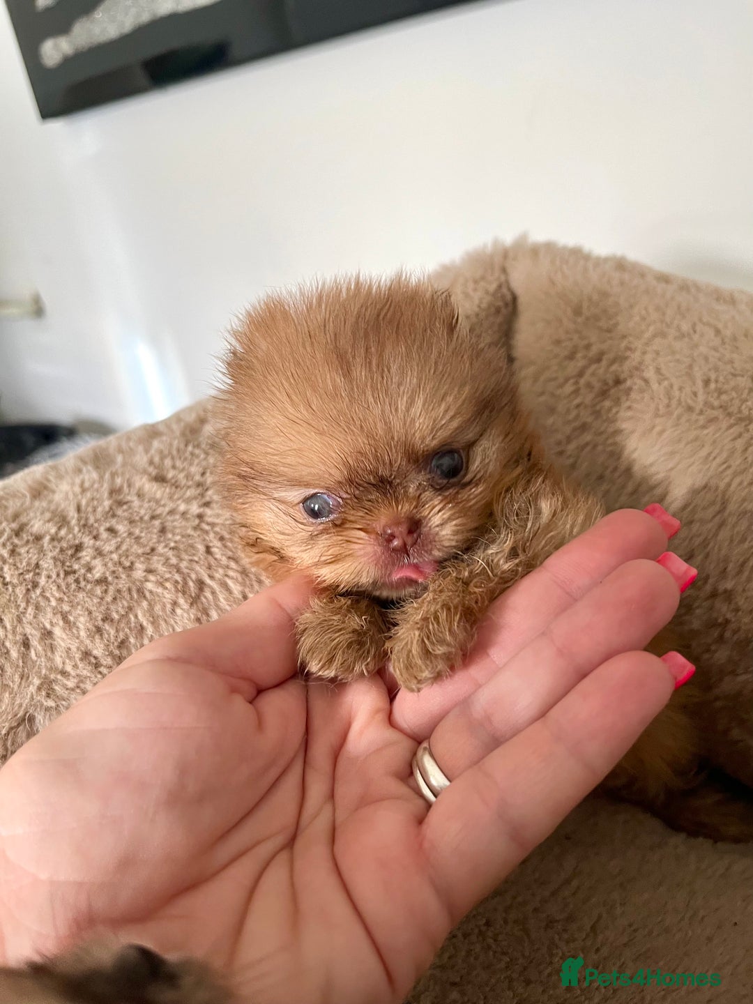 Pomeranian dogs for sale: Extremely Small🐻High Quality🏆Rare Beauty 🔥 - Advert 10