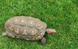 Tortoise reptiles for sale: Female cherry head red foot tortoise - Image 6