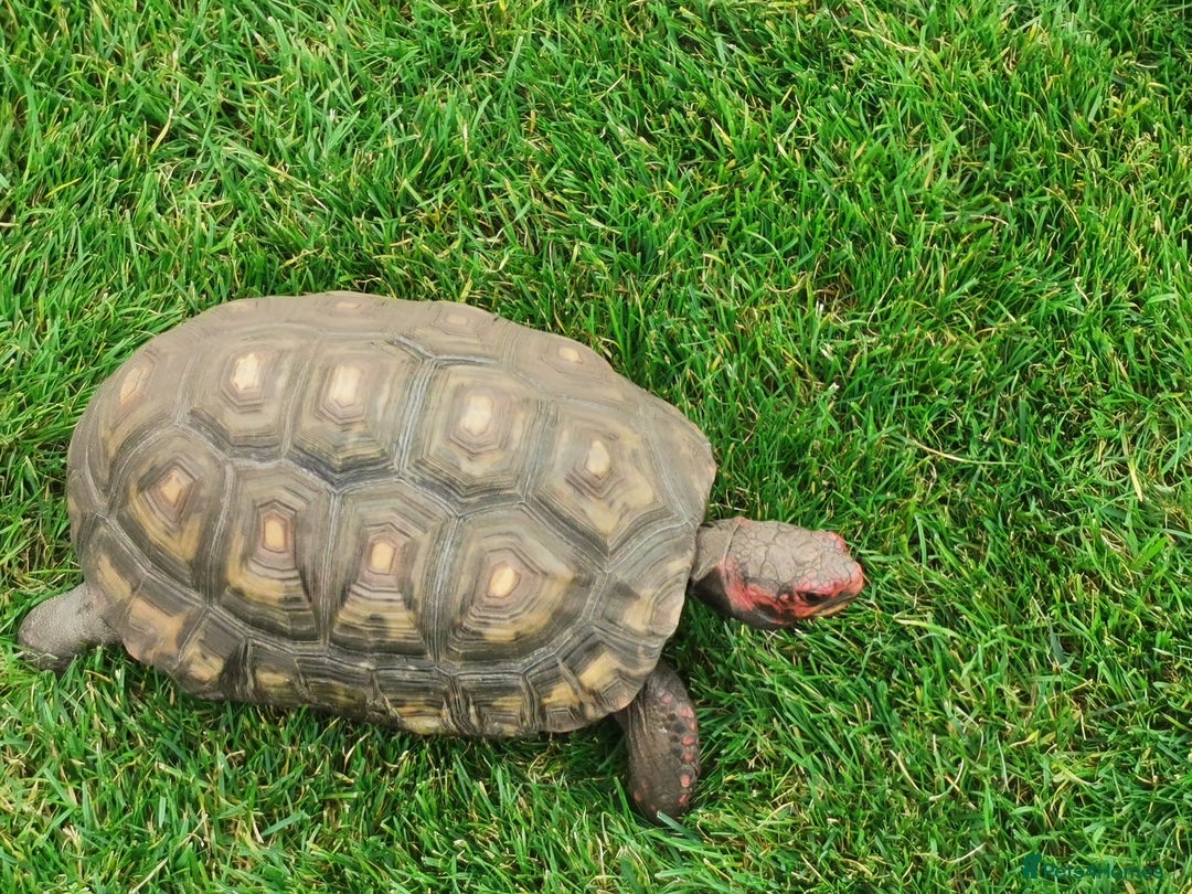 Tortoise reptiles for sale: Female cherry head red foot tortoise - Image 6