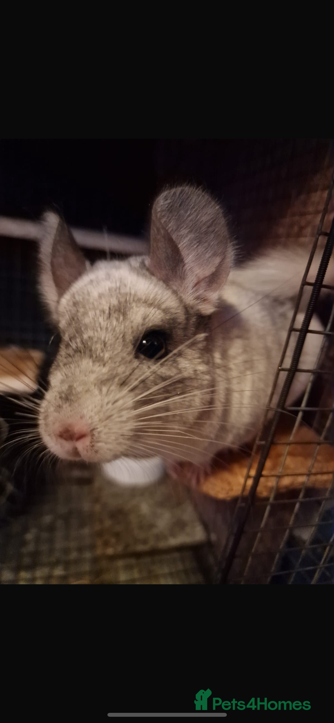 Chinchilla rodents for sale: 2 chinchillas for sale  - Advert 2