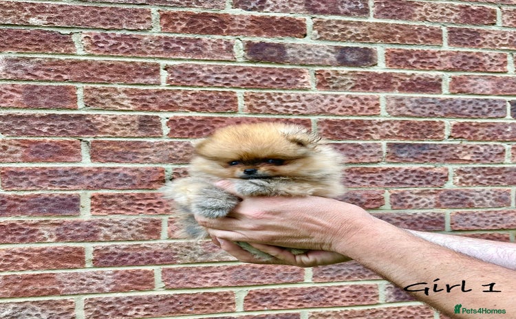Pomeranian dogs - Advert 1