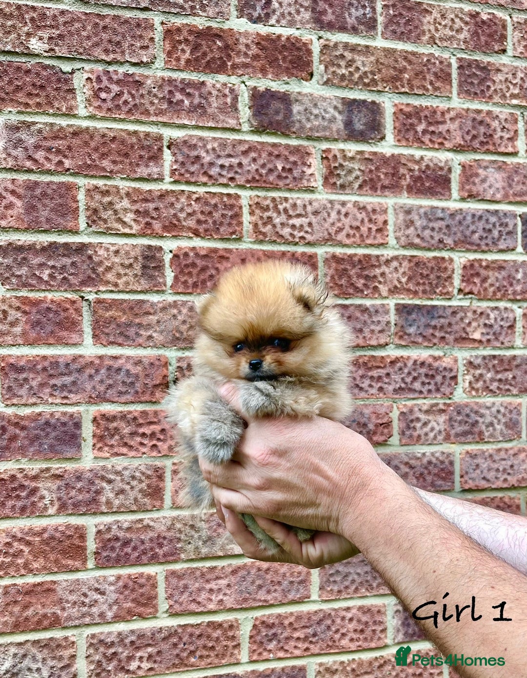 Pomeranian dogs for sale: 🐾Stunning 🐶Extra Small🐻 Teddy Face🔥 - Image 1