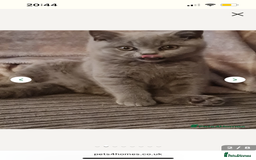 British Shorthair cats for sale: British Blue Kitten Looking for a Loving Home - Image 5