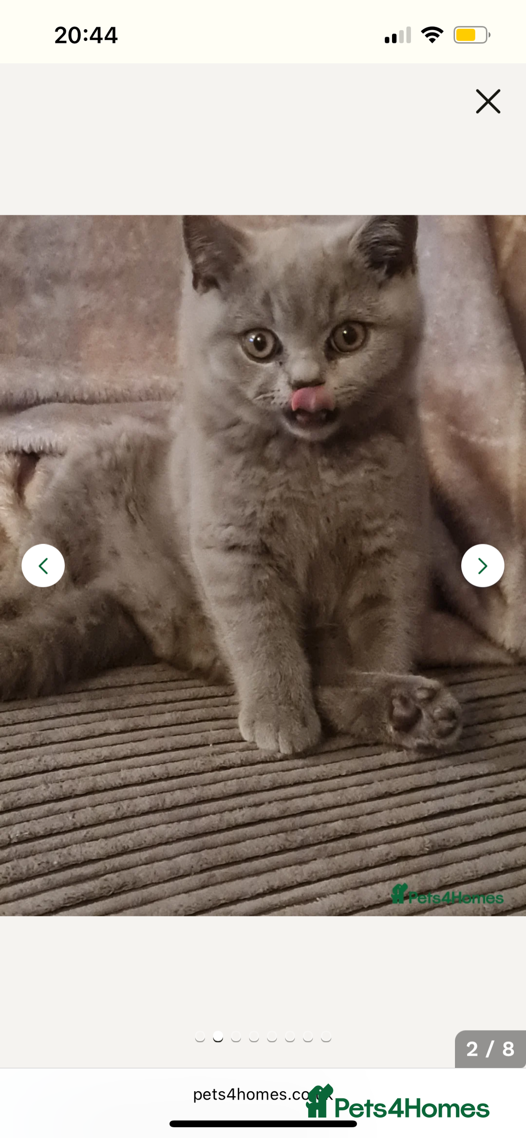 British Shorthair cats for sale: British Blue Kitten Looking for a Loving Home - Image 5