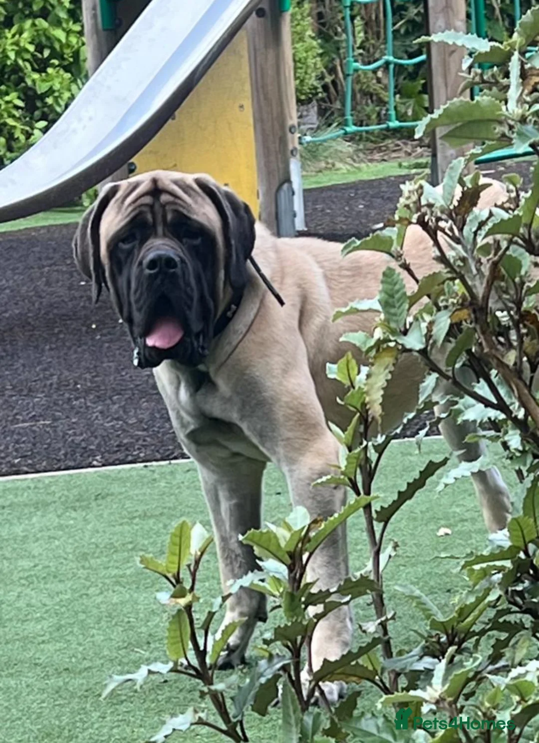 Mastiff dogs for sale: Outstanding English Mastiff - Advert 8
