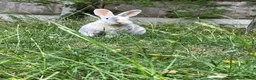 Mixed Breed rabbits for sale: 2 rabbits for sale in Basildon - Advert 4