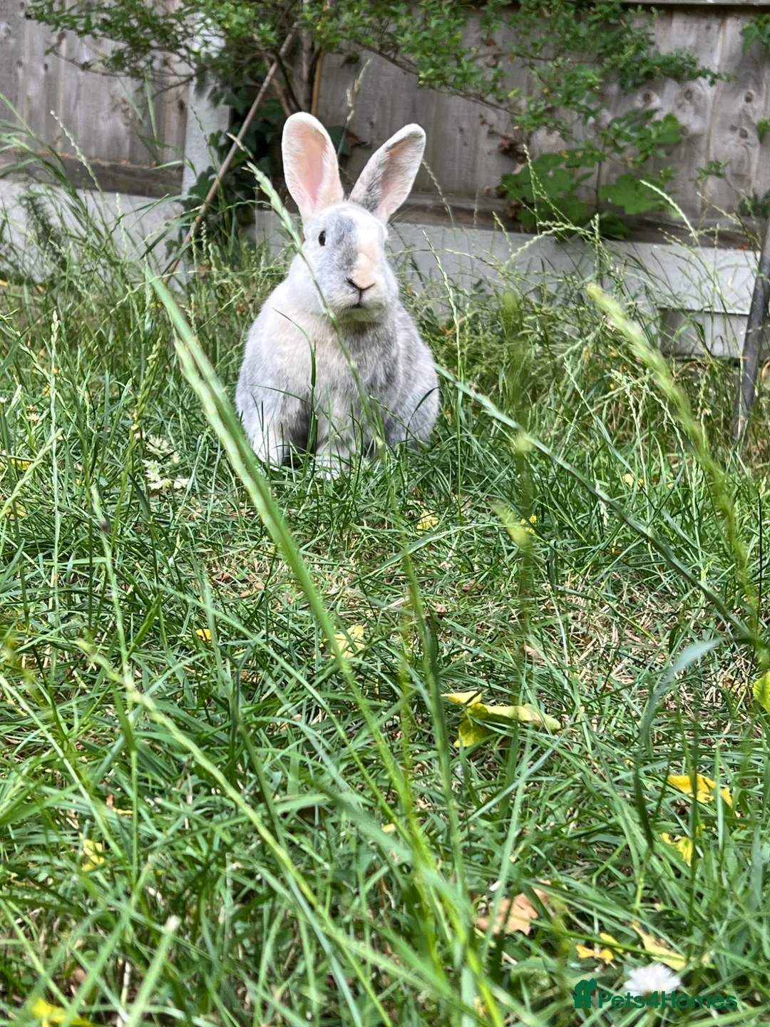 Mixed Breed rabbits for sale: 2 rabbits for sale in Basildon - Advert 4