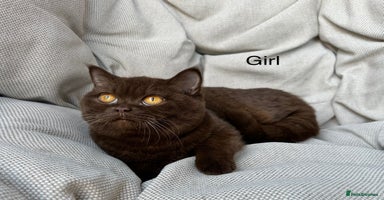 British Shorthair cats Ready British Shorthair Chunky Kittens - Advert 6