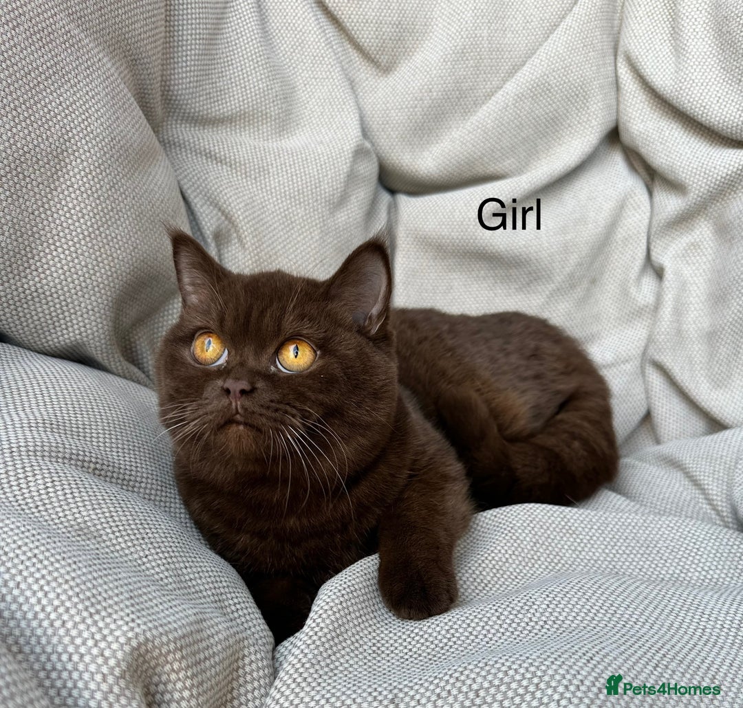 British Shorthair cats for sale: Ready British Shorthair Chunky Kittens - Advert 3