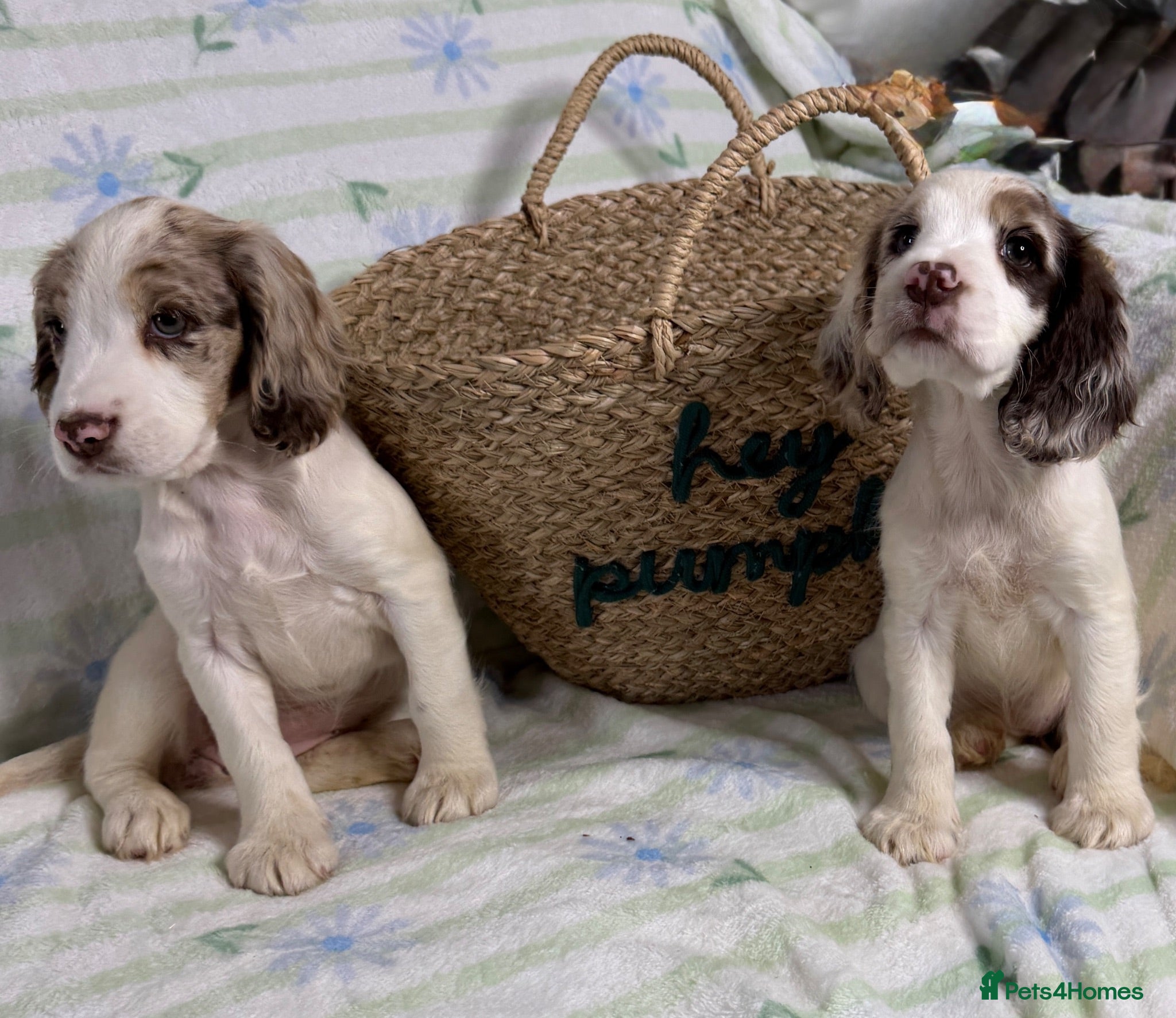 Cocker Spaniel dogs Cocker Spaniel Puppies *5 LEFT READY TO GO* - Advert 10