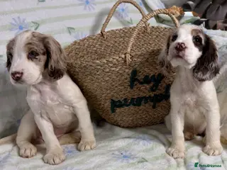 Cocker Spaniel dogs Cocker Spaniel Puppies *5 LEFT READY TO GO* - Advert 10