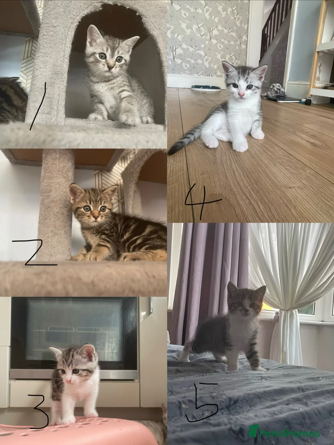 Mixed Breed cats for sale: Half BSH kittens  in Thornton Heath - Advert 1