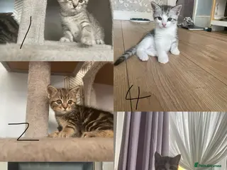 Mixed Breed cats Half BSH kittens - Advert 1