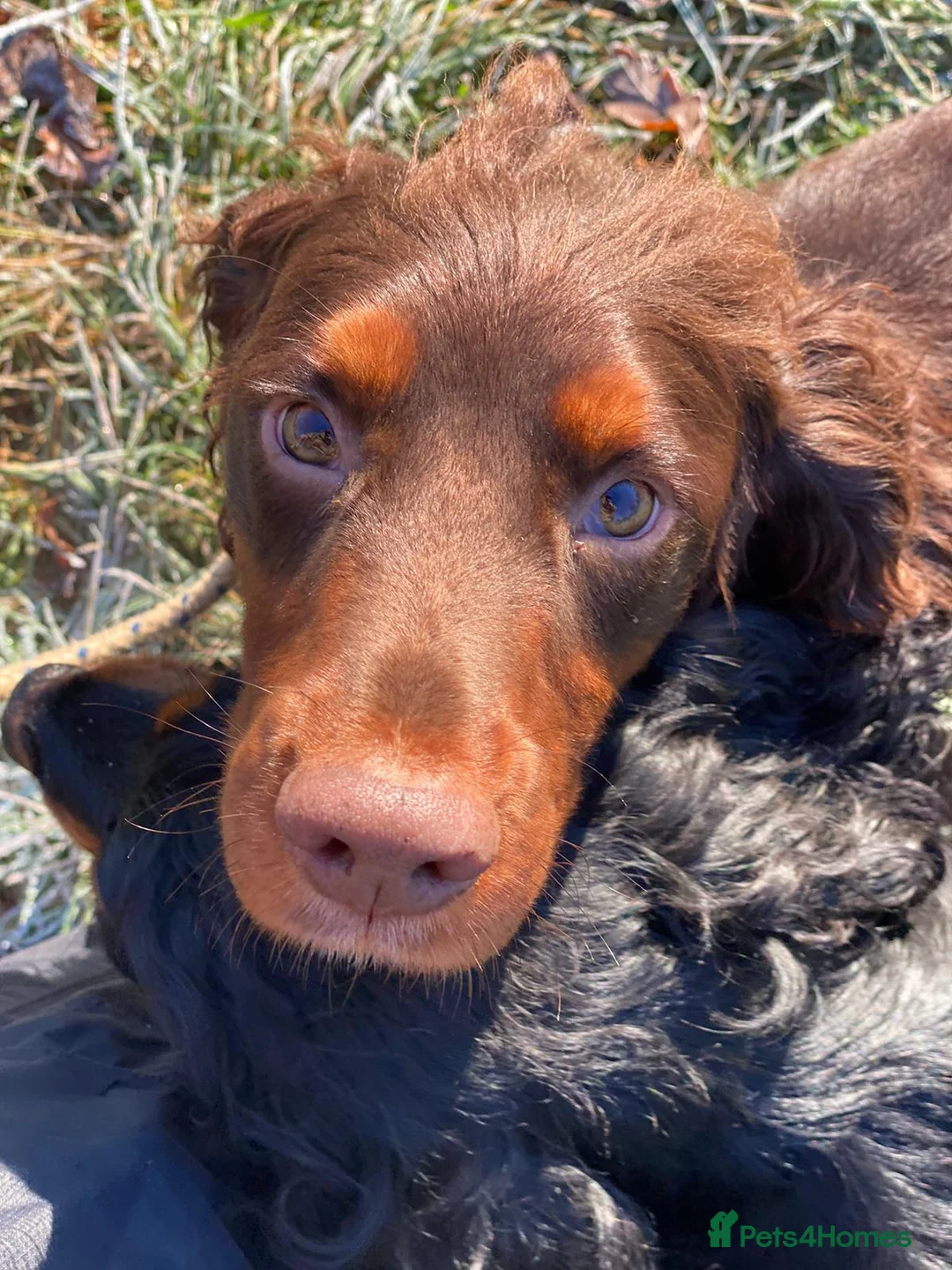 Cocker Spaniel dogs for stud: Sweet natured & handsome cocker stud dog in Bristol - Advert 9