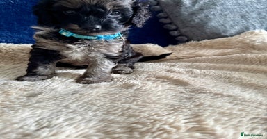 Cavapoo dogs - Advert 4