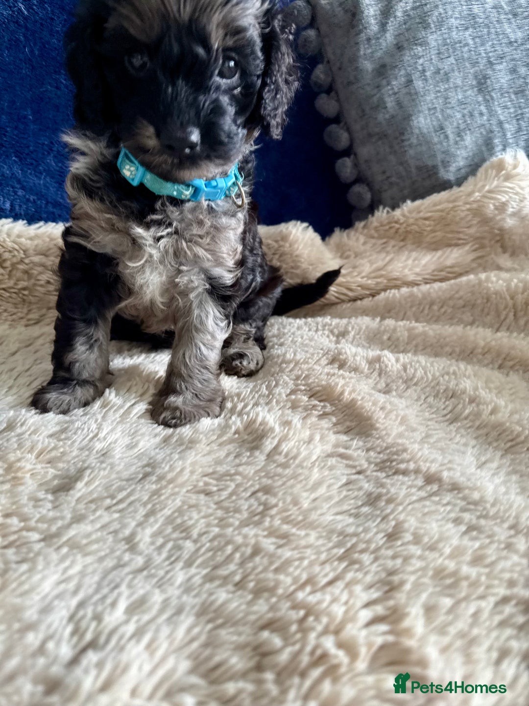 Cavapoo dogs for sale: Adorable F1b toy Cavapoo puppies ready to reserve - Image 4