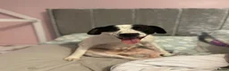 Staffordshire Bull Terrier dogs for sale: Harry💚 - Advert 3