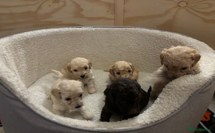 Cockapoo dogs - Advert 1