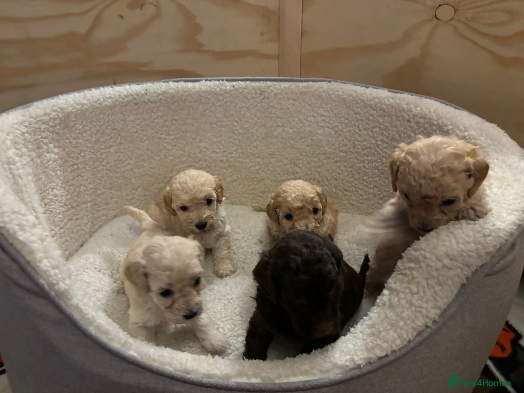 Cockapoo dogs for sale: Cockapoo Puppies F1 - Image 1