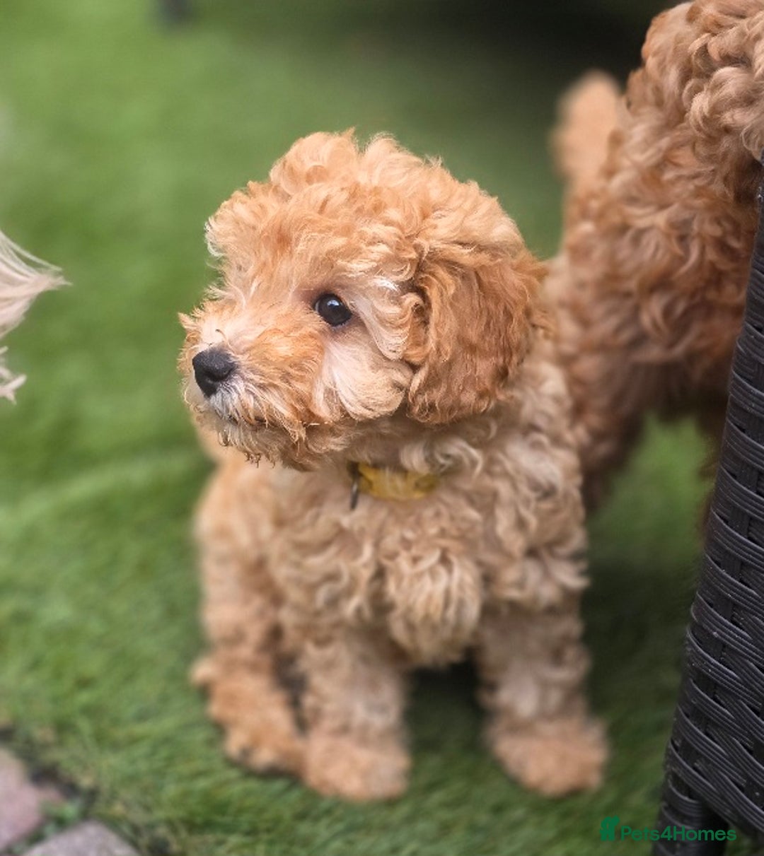 Cavapoo dogs for sale: F1b Toy Cavapoo Puppy last little Girl - Image 4