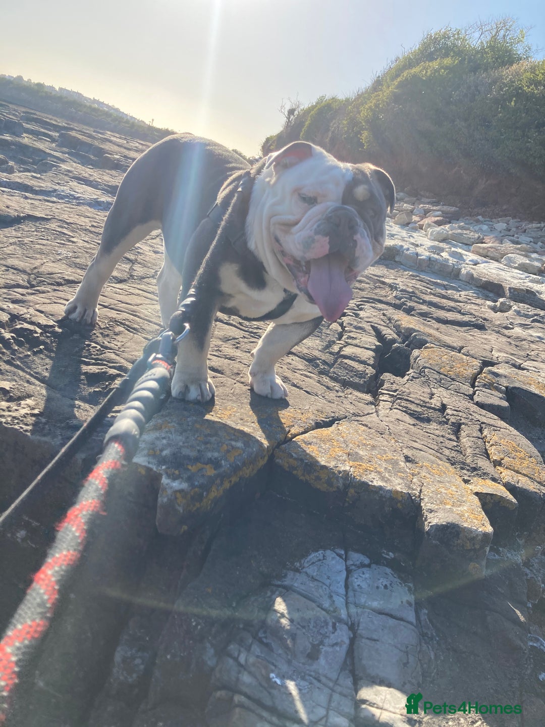 English Bulldog dogs for sale: Looking for new FOREVER home🏡 - Advert 16