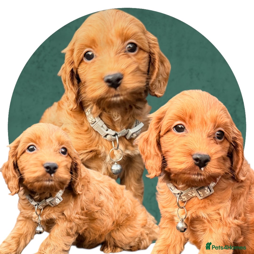 Cockapoo dogs Atlas’s Heart-Stealing Cockapoo Pups💕 - Advert 1