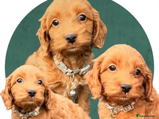Cockapoo dogs Atlas’s Heart-Stealing Cockapoo Pups💕 - Advert 1