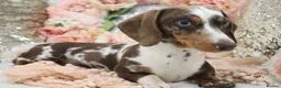 Miniature Dachshund dogs for sale: KC Miniature Dachshund Puppies - Advert 15
