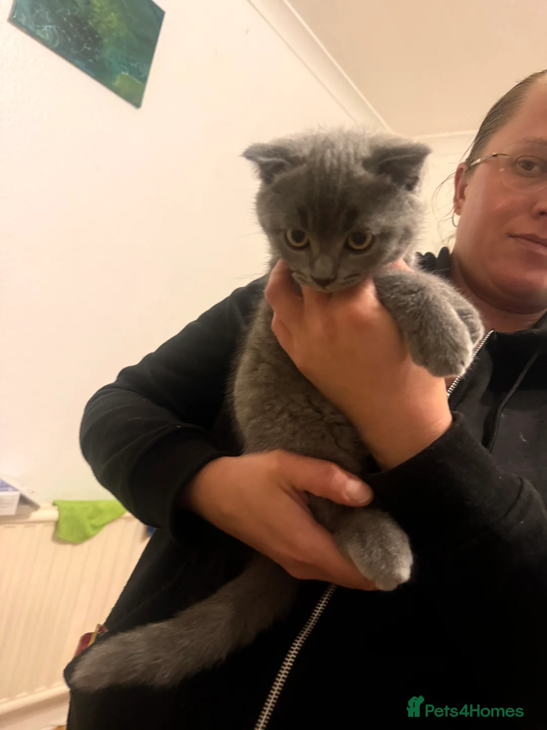 British Shorthair cats for sale: 2 Kittens male - Advert 2