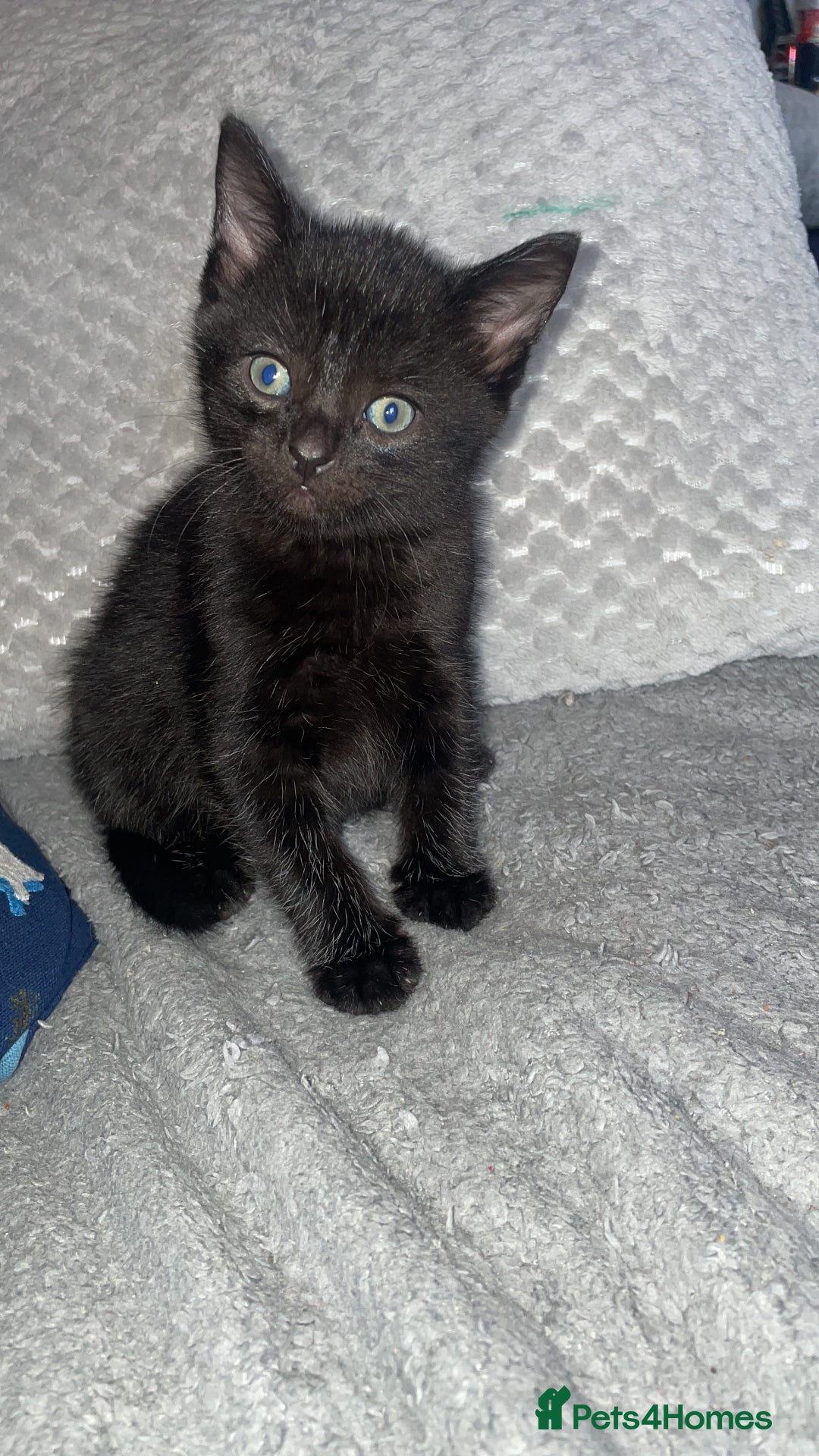 Mixed Breed cats for sale: 6 very friendly kittens  - Image 6