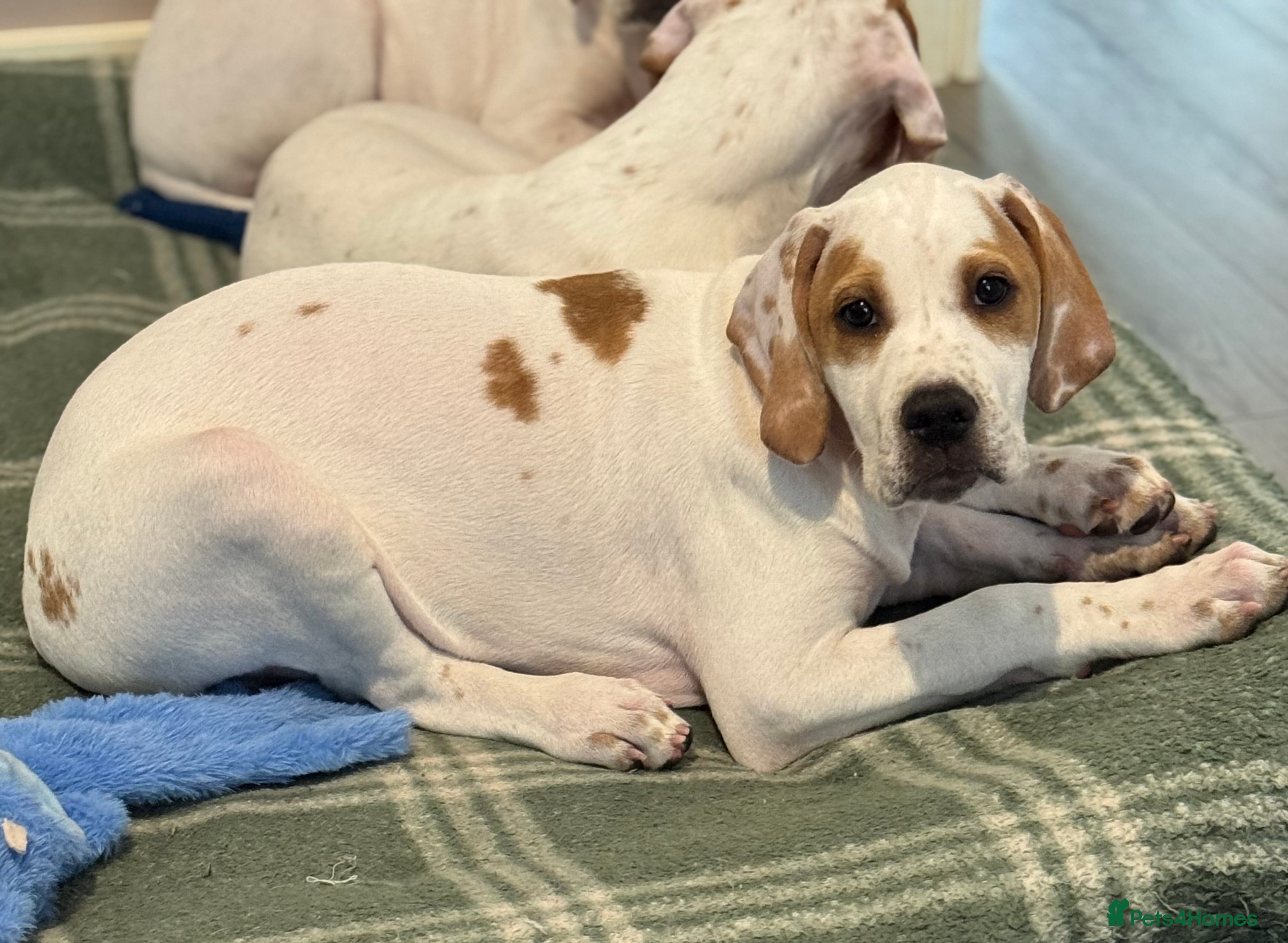 Pointer dogs Just 1 gorgeous boy available - Advert 6