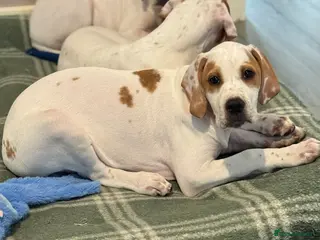 Pointer dogs Just 1 gorgeous boy available - Advert 6