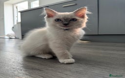 Ragdoll cats for sale: GCCF Lilac Ragdoll Kitten 1 remaining - Reduced in Bishop Auckland - Image 10