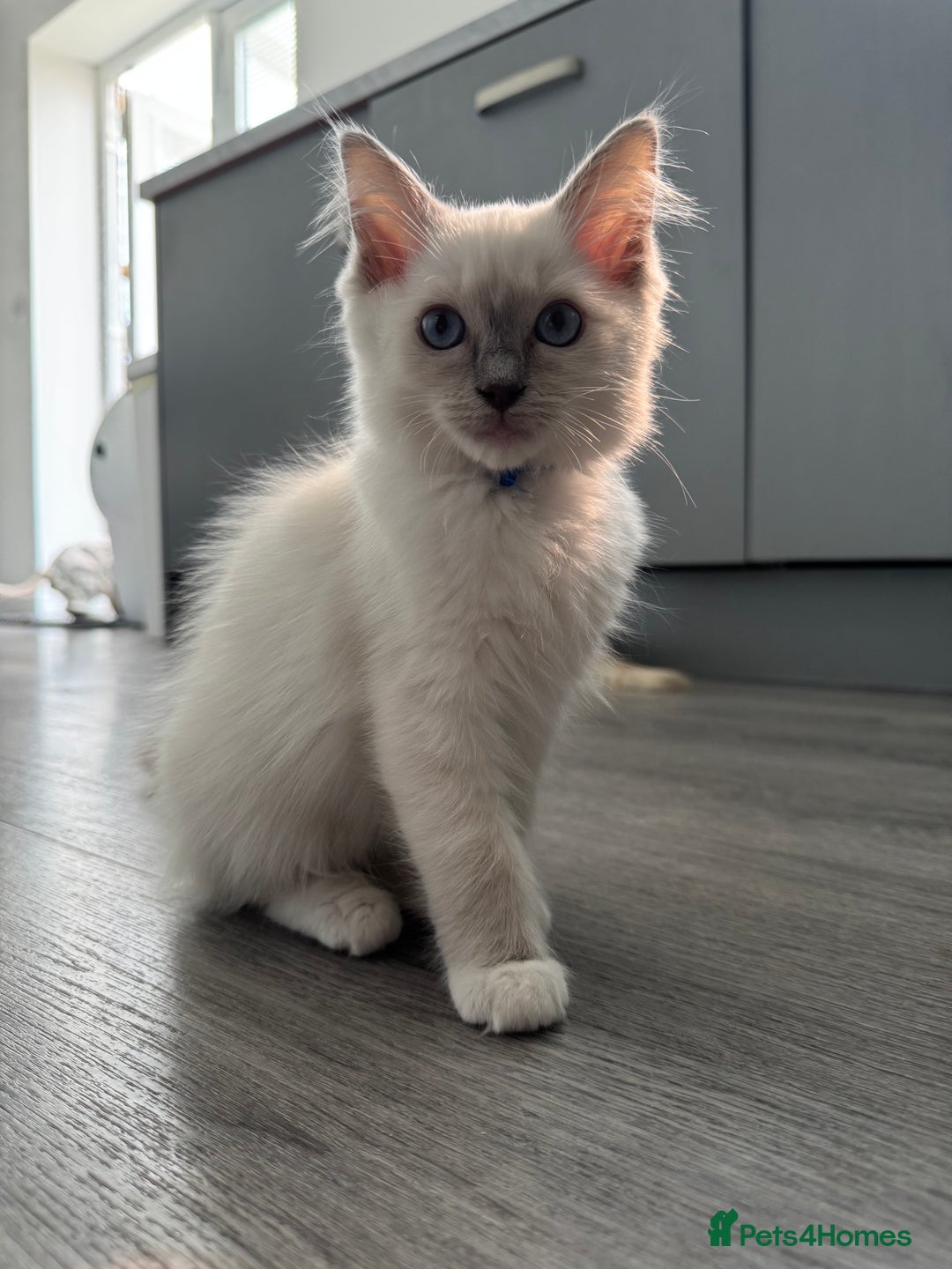 Ragdoll cats for sale: GCCF Lilac Ragdoll Kitten 1 remaining - Reduced in Bishop Auckland - Image 10